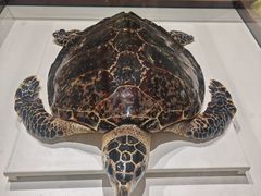 -青岛贝壳博物馆