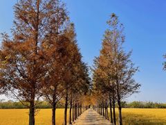 -莲花岛景区