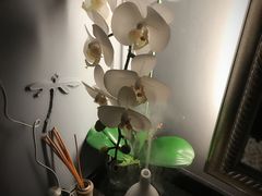 -Dragonfly悠庭·按摩Spa(浦东嘉里城店)