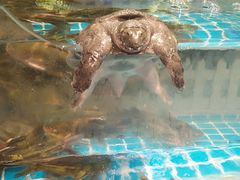 -享遇.锅姥姥牛排海鲜自助(小寨店)
