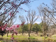 -杭州植物园