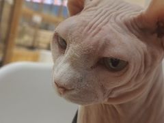 -藏猫猫咖啡主题馆(中央大道店)