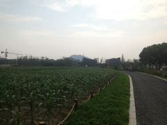 -田园东方蜜桃村的田野营地