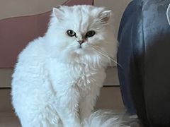 -宠福鑫康馨动物医院·骨科·眼科