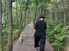 -汤旺河林海奇石景区