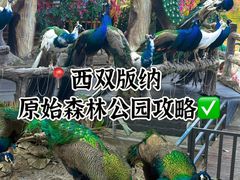 -西双版纳原始森林公园