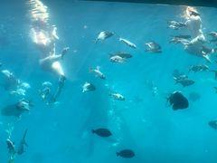 -瑞德姆美人鱼海底演艺主题餐厅(亚龙湾店)