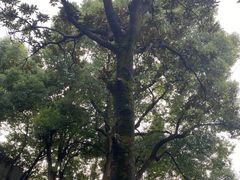 -上海孙中山故居纪念馆