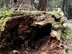 -天目山大树王景区