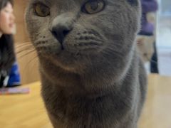 -是阿柴呀！柴犬咖啡·爱喵喵猫咖