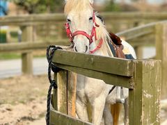 -苏州太湖西山岛开心农场
