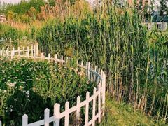 -前小桔亲子创意农场·草莓采摘·露营烧烤