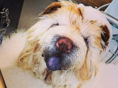 -PETKIT小佩宠物(古北店)