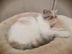 -More Fun猫咖 二十只万元加菲主题