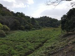-顺峰山公园
