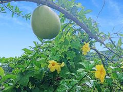 -海南霸王岭国家森林公园