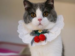 -lincat·猫舍(广州店)