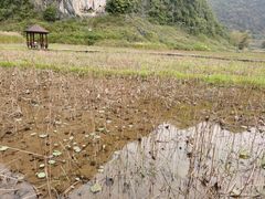 -靖西鹅泉风景区