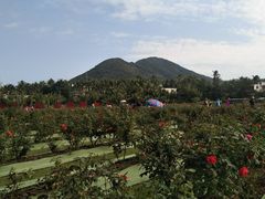 -亚龙湾国际玫瑰谷