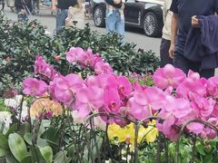 -哈尔滨道外花鸟鱼市场