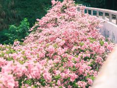 -深圳仙湖植物园-停车场