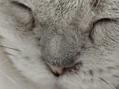 -怪兽屋·羊驼·猫咖·狗咖(俊华广场店)