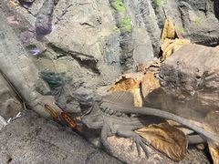 -正佳雨林生态植物园