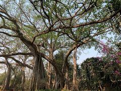 -瑞丽独树成林风景区