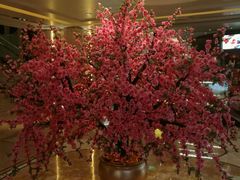 -咖啡CHA自助餐厅(香格里拉饭店)