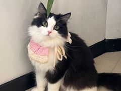 -共舞时光猫咖·狗咖(新街口店)