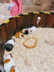 -宝燕乐园(闵行旗舰店)