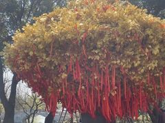 -狼山风景名胜区