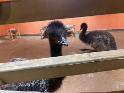 -Zoolung Zoolung动物主题公园(海信广场店)