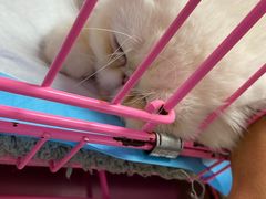-喜多萌中农锦绣动物医院24H·猫科·牙科MRI·CT