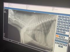 -艾吉宠物医院·疑难杂症转诊中心·猫友好(碧江路院)