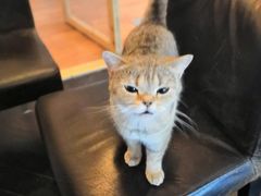-猫色咖啡·猫咖