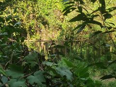 -野象谷景区