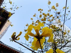 -华西坝(地铁站)