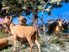 -国家自然博物馆