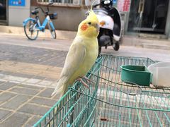 -洛阳市牡丹公园