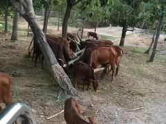 -清迈夜间动物园