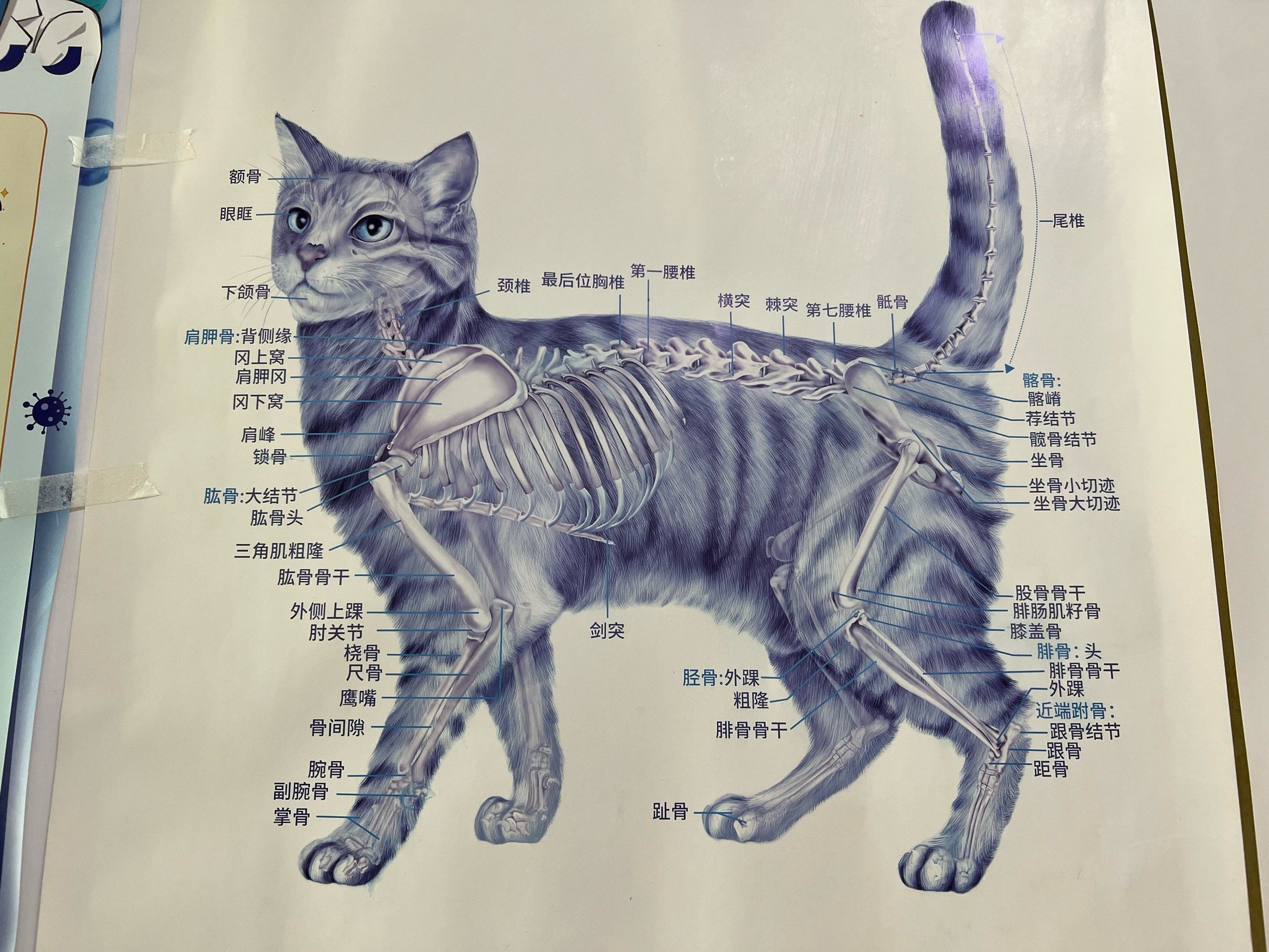 猫咪骨骼图