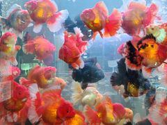 -青石桥花鸟鱼虫市场(叠翠城店)