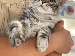 -lincat·猫舍(广州店)