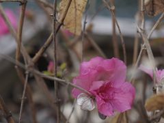 -东梓关景区村庄
