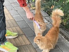 -三里屯东五街银杏大道