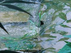 -合肥滨湖国家森林公园