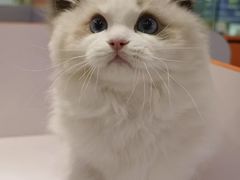 -三花喵·撸猫购宠·宠物生活馆(虹桥南丰城店)