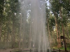 -合肥滨湖国家森林公园