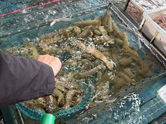 -马王堆海鲜水产市场